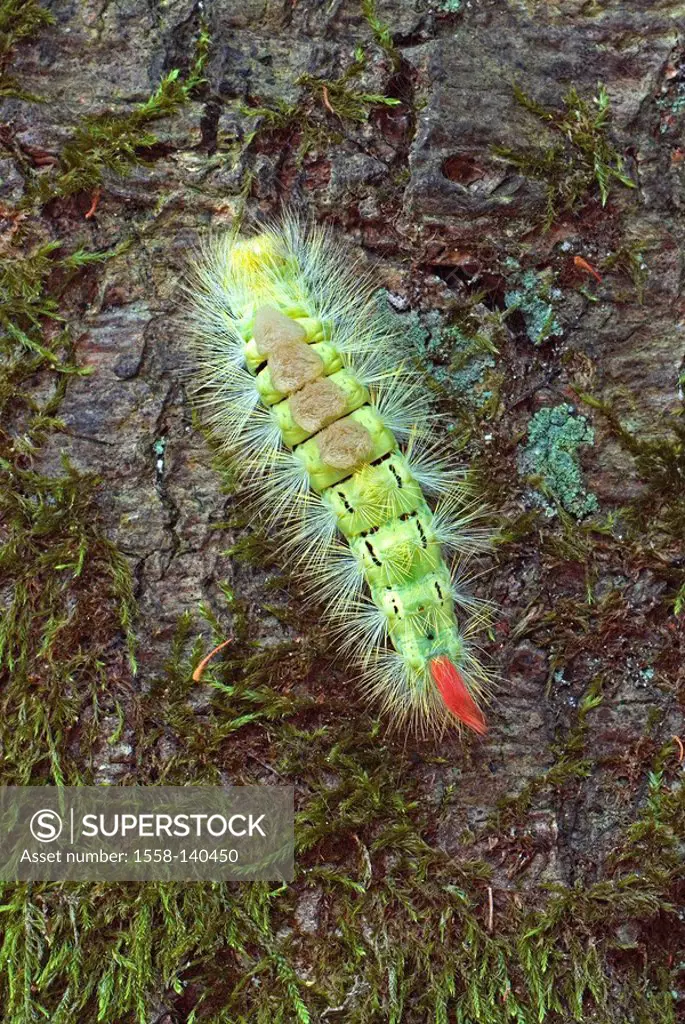 Caterpillar, beech-trek-foot, Calliteara pudibunda,