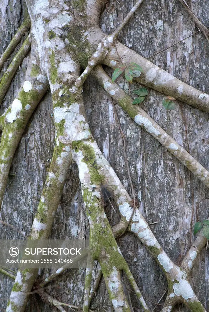 Würgfeige, Ficus aurea, roots, tree,