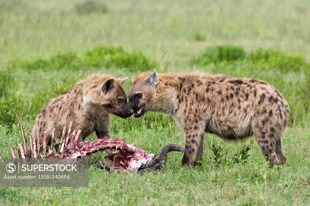 Dot-hyenas, Crocuta crocuta, cadavers, eating,