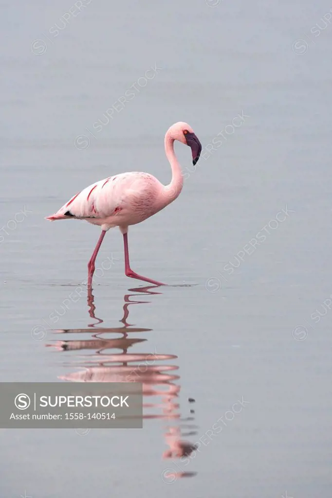 Dwarf-flamingo, Phoenicopterus minor,