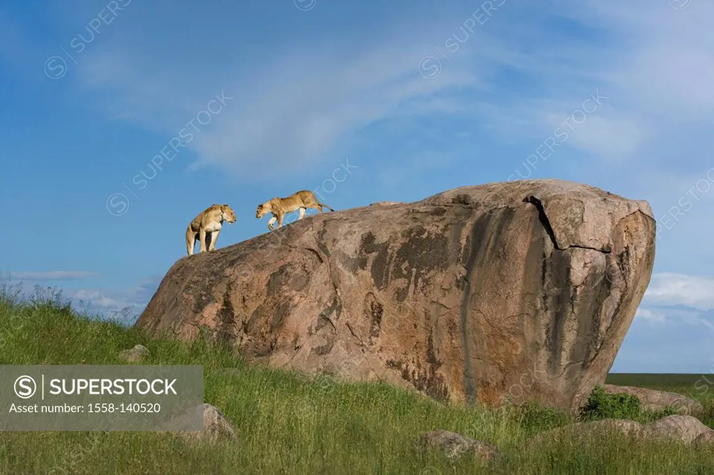 Lions, Phantera Leo, rocks,