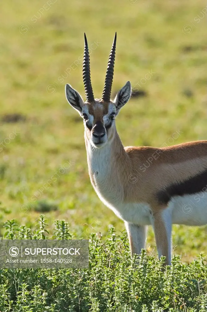 thomson´s gazelle, Gazella thomsoni,