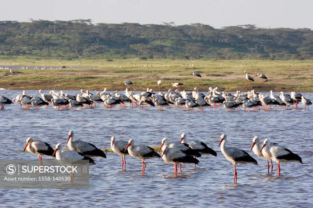 White-stork, Ciconia alba, sea,