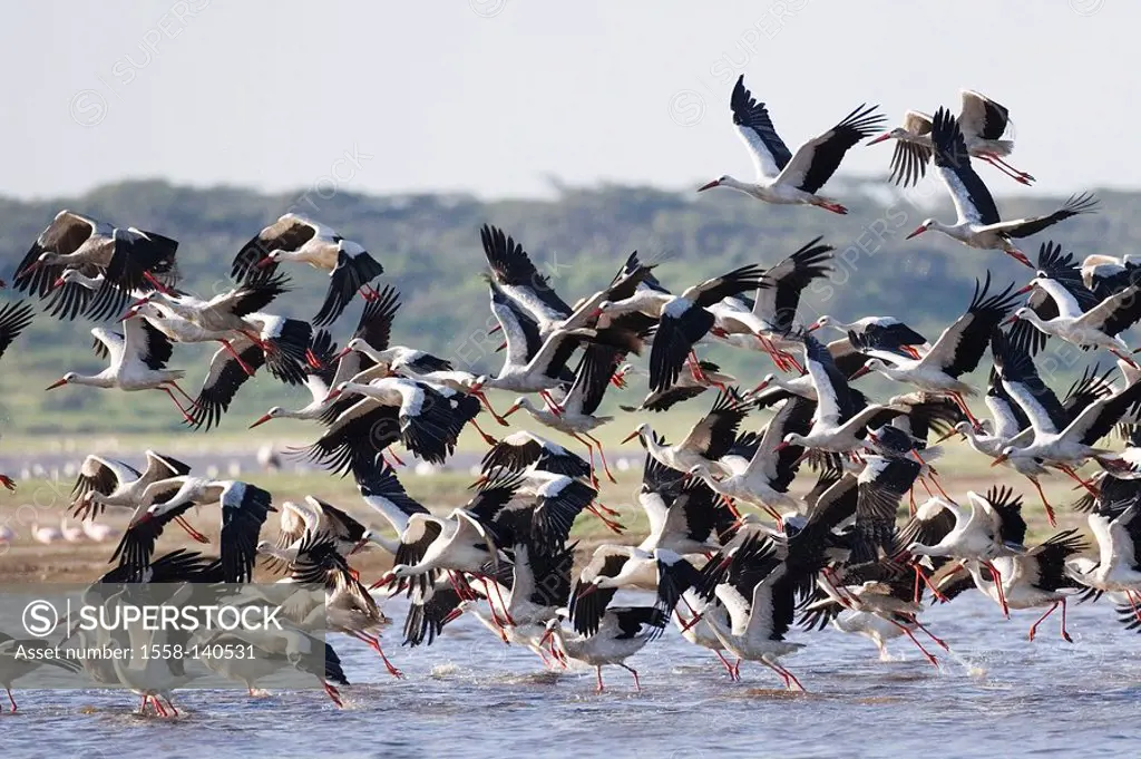 White-stork, Ciconia alba, lake, flies,