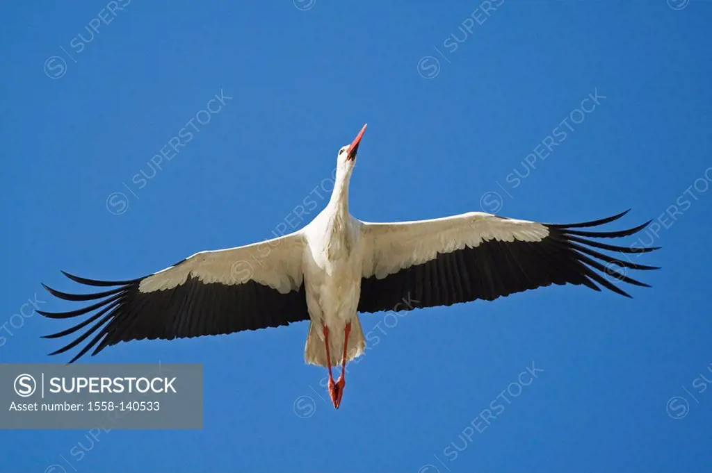 White-stork, Ciconia alba, flight,