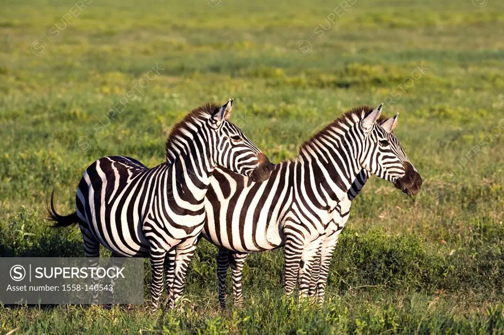 Steppe-zebras, Equus burchelli,