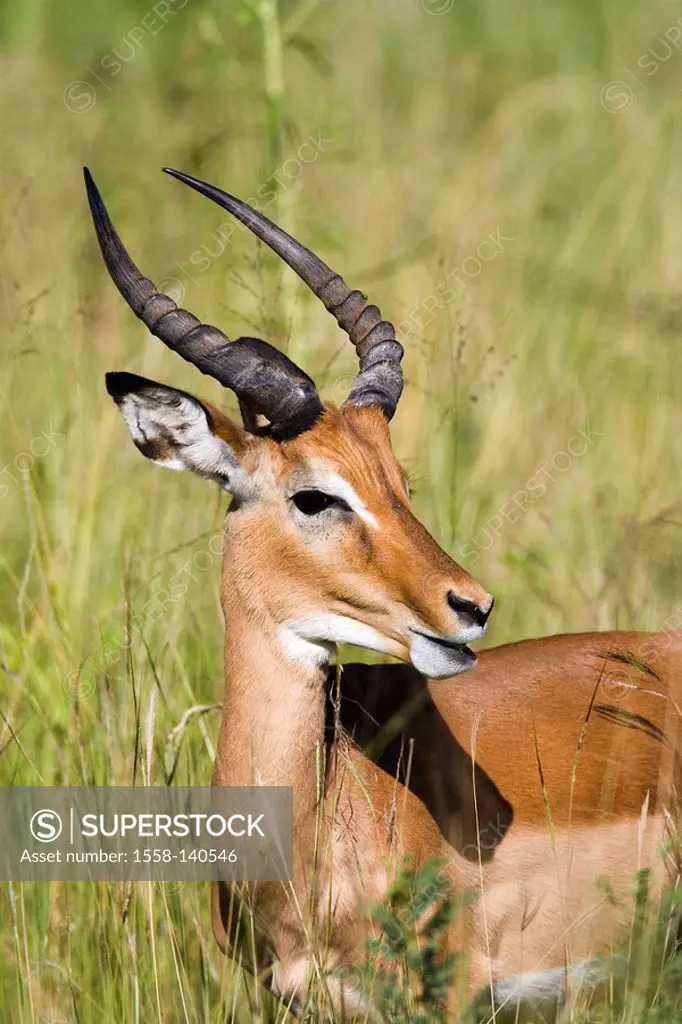 Black-heel-antelope, Impala, Aepyceros melampus,