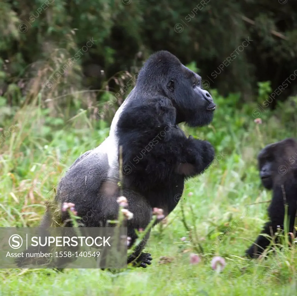 Mountain-gorilla, gorilla gorilla berengei,