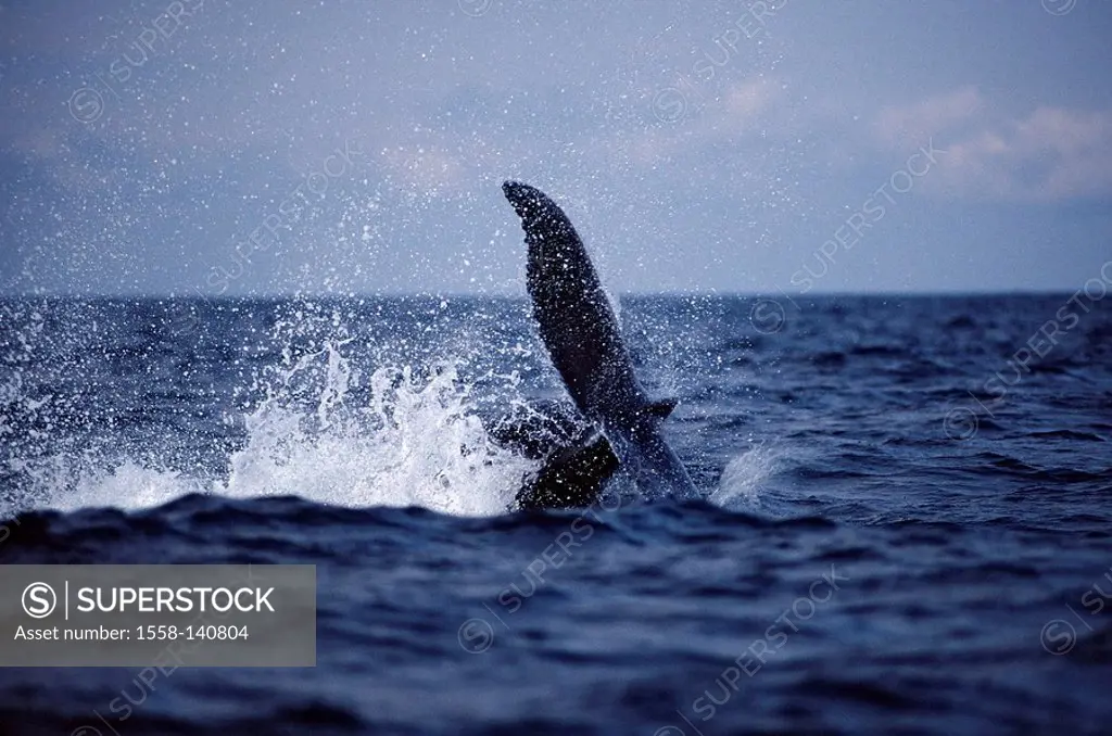 Humpback Whale, Megaptera novaeangliae, tail fluke, Silverbanks, lake, Caribbean, Dominican republic