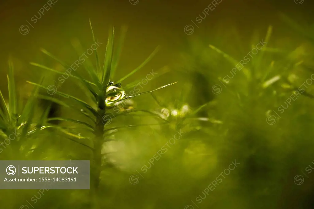 Drops of water in the moss