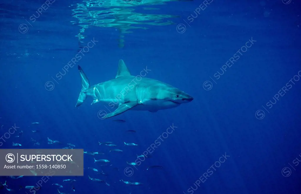 White shark, Carcharodon carcharias, Australia, Dangerous Reef, Neptune Iceland