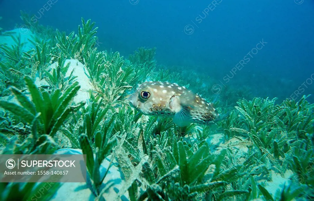 Yellow-stain-hedgehog-fish, Cyclichthys spilostylus, Egypt, Africa, Sinai, Marsa Alam, red sea