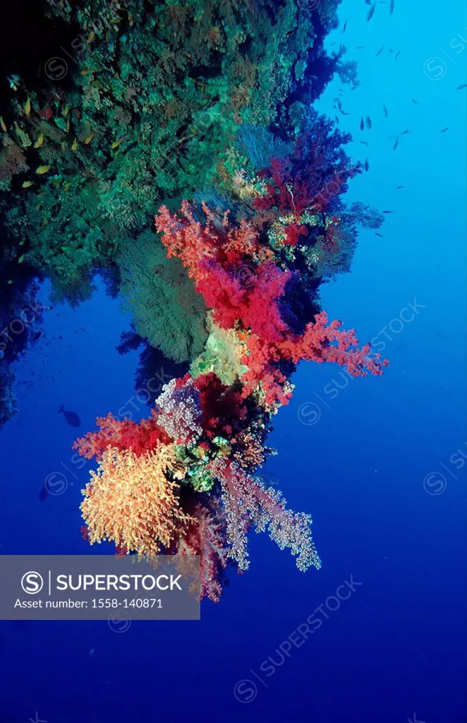 Coral-reef, Egypt, Africa, Sinai, Sharm El Sheik, red sea