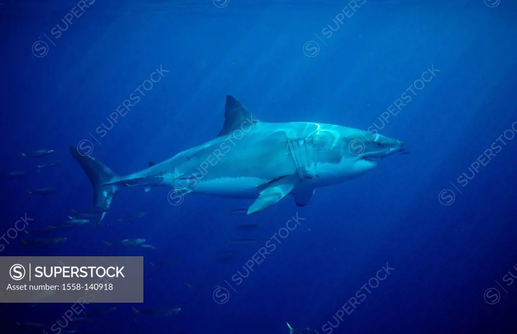 White shark, Carcharodon carcharias, USA, California, Pacific, Farallon-Inseln, San Francisco Bay