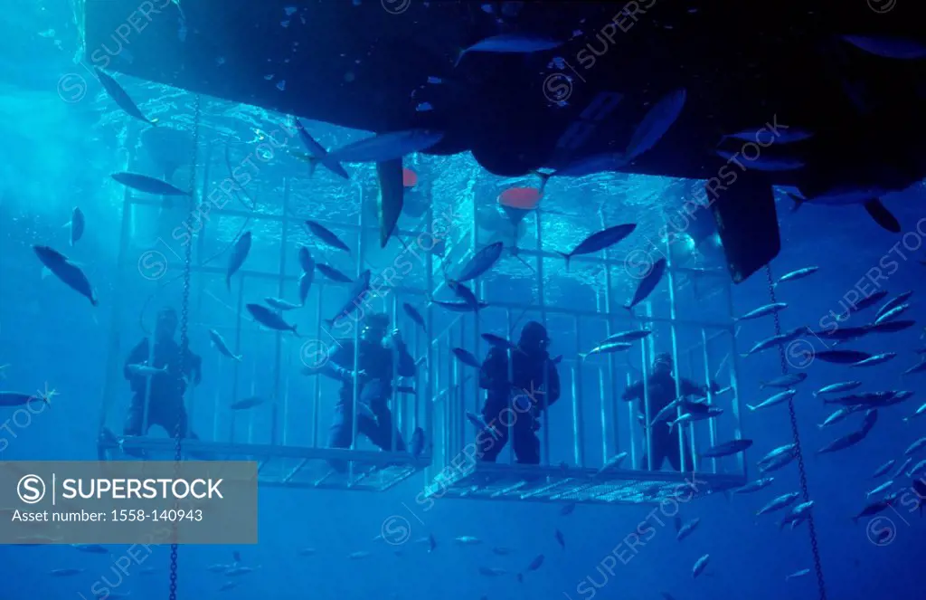 Divers, shark-cage, Mexico, Pacific, Guadalupe