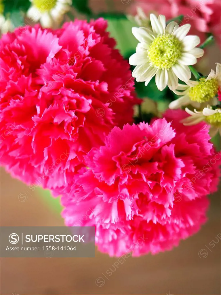 Flowers, carnations, blooming,close-up, Stilllife,