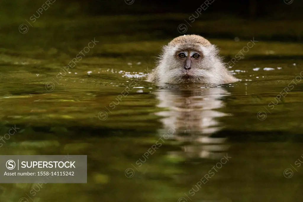 A swimming Makak or Javanese's monkey heads for the camera and looks at the viewer.