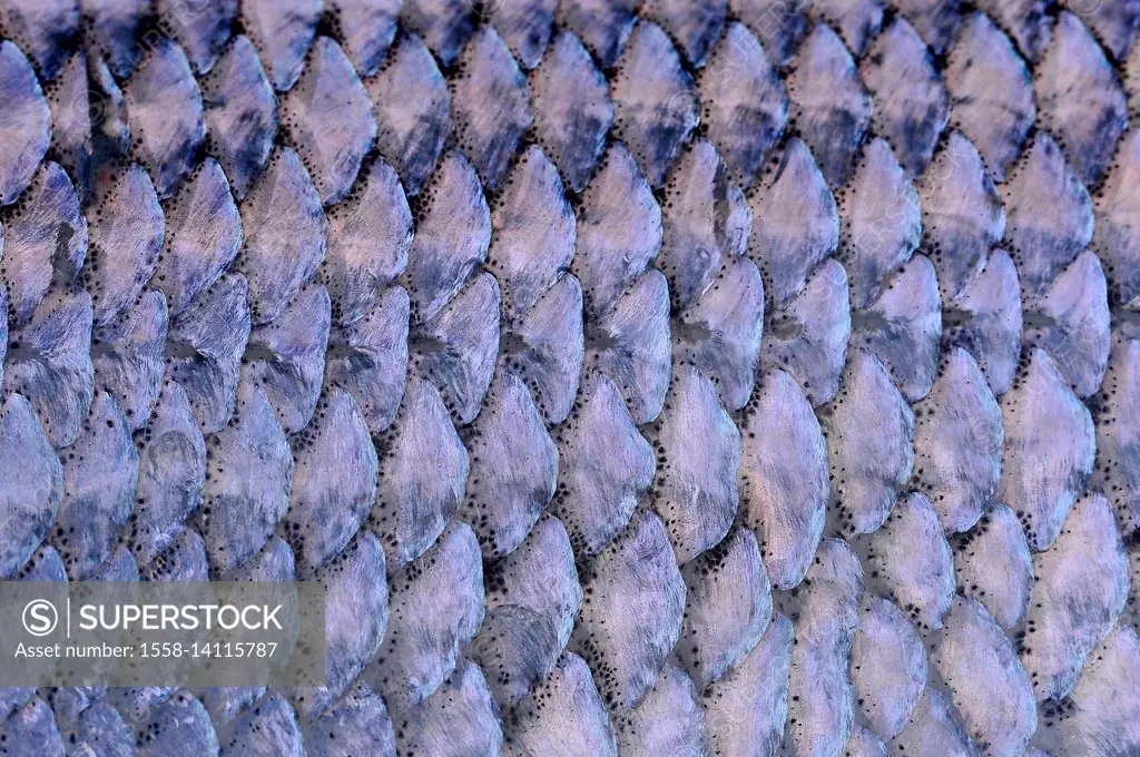Fish scales of a lake whitefish as an extreme close-up - SuperStock