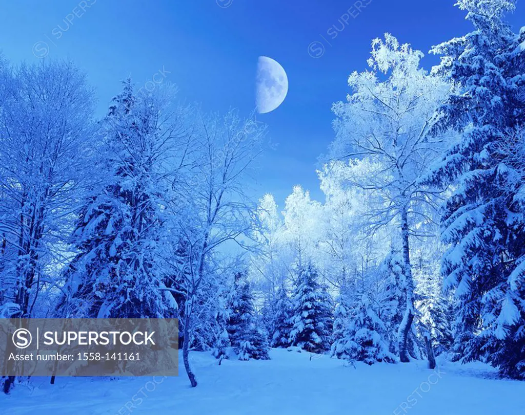 winter forest, twilight, moon, M, landscape, forest, mixed forest, conifers, broad-leafed trees, snow-covered, snow, snowed in cold, season winter nat...