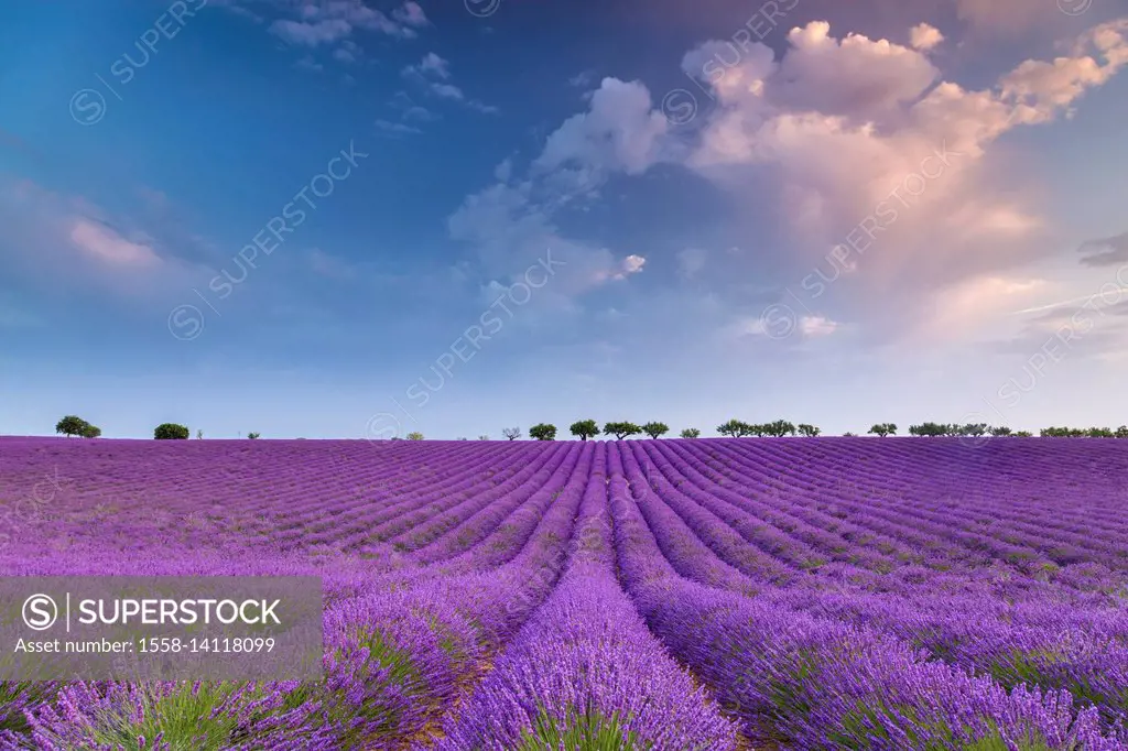 Sunrise in a lavender field, Valensole, Alpes-de-Haute-Provence, Provence-Alpes-Côte d'Azur, France.