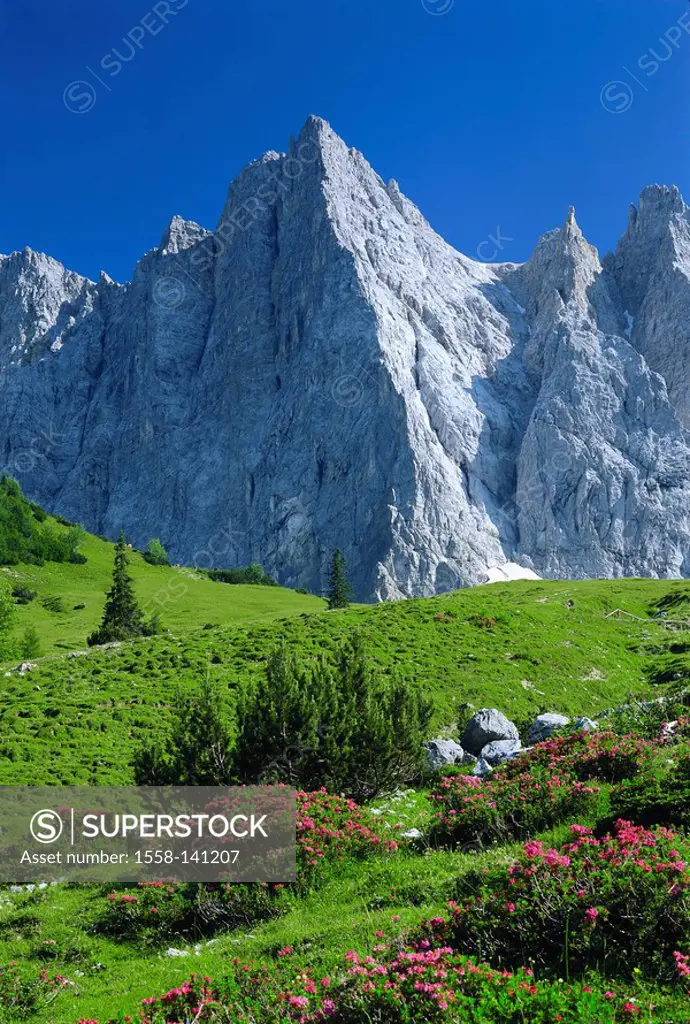 Austria, Tyrol, Karwendel, Ladizalm, vegetation, Laliderer top, North-Tyrol, Karwendelgebirge, mountain-meadow, Alpine flowers, Alpine roses, prime, j...