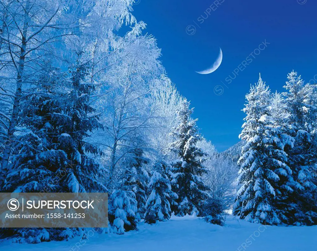 winter forest, moon-sickle, twilight, M, landscape, forest, conifers, broad-leafed trees, mixed forest, snow-covered, snow, snowed in cold, season win...