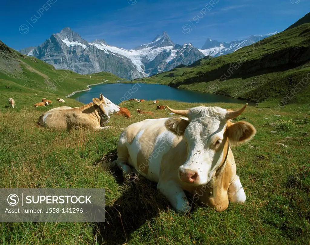Switzerland, Grindelwald, Berner Alps, Bachalpsee, shore, cows, mountain scenery, mountains, mountains, Wetterhorn, fright-horn, Finsteraarhorn, lake,...