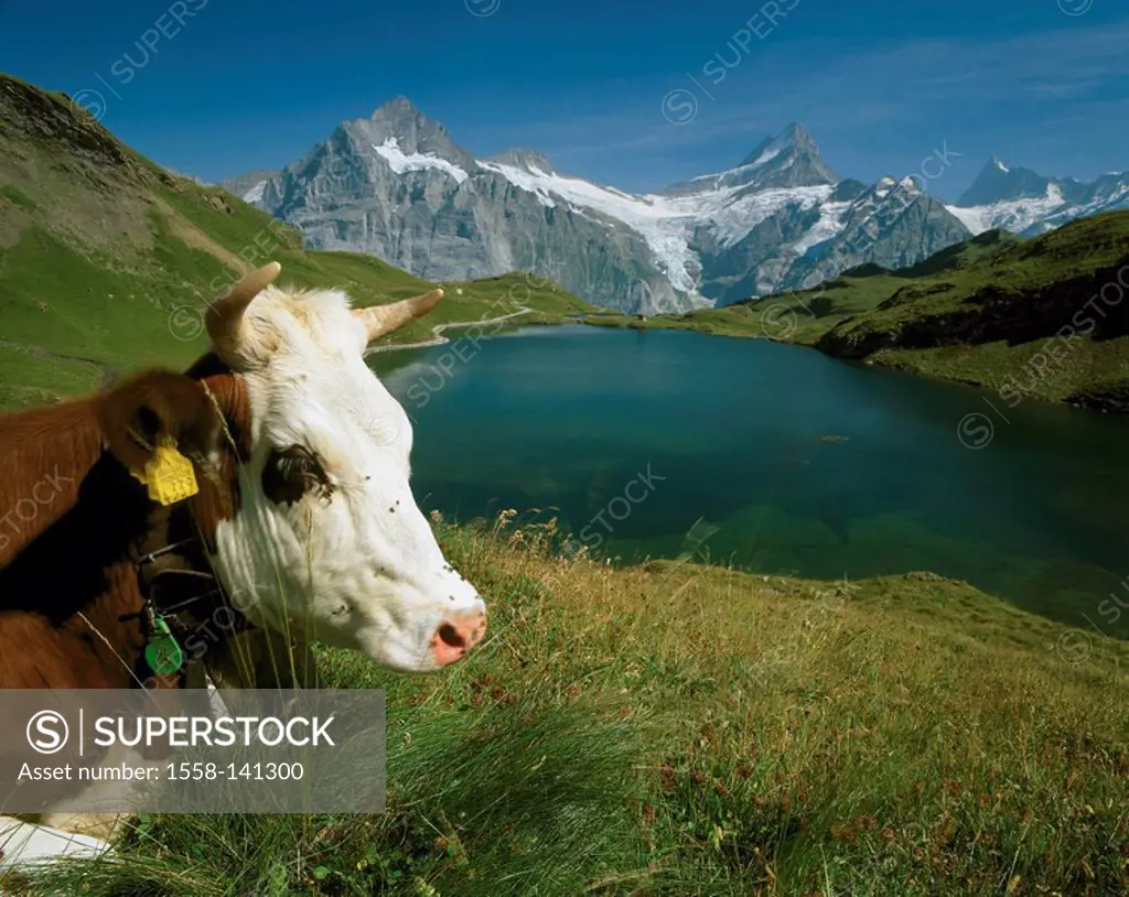 Switzerland, Grindelwald, Berner Alps, Bachalpsee, shore, cow, detail, mountain scenery, mountains, mountains, Wetterhorn, fright-horn, Finsteraarhorn...