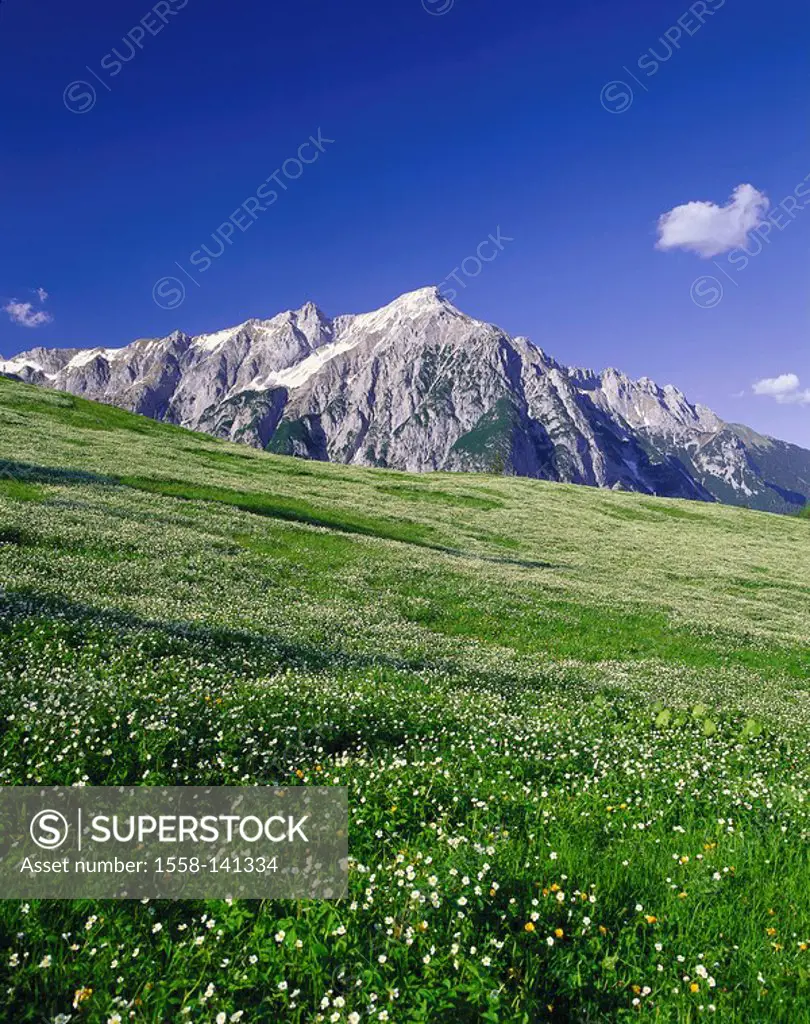 Austria, Tyrol, Gnadenwald, Walder Alm, gaze, Hochnissl, 2547 m, North-Tyrol, Alps, mountains, high mountain regions, mountain-meadow, flower meadow, ...