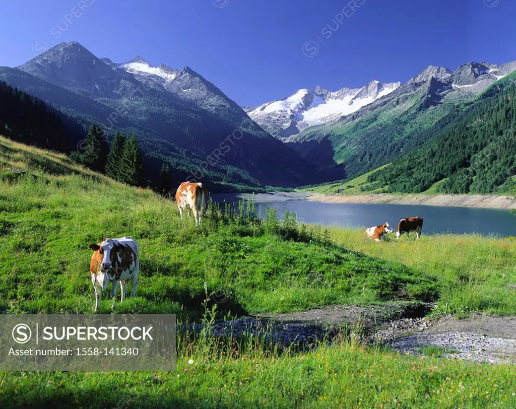 Austria, Pinzgau, Gerlospass, Dorlaßboden-Speicher, shore, cows, summer, Oberpinzgau, mountain scenery, mountains, mountain lake, storage lake, lake,a...