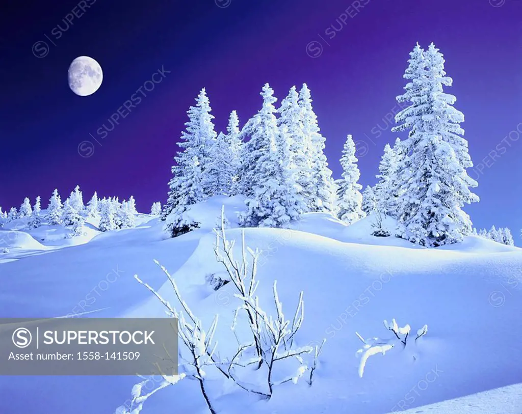 Winterwald, twilight, moon, M, mountainside, forest, snow-covered, snowed in, snow, cold, season, winter, nature, deserted, nobody, silence, silence, ...