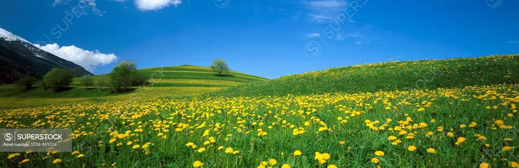 Austria, Tyrol, hill-landscape, spring, North-Tyrol, field-landscape, flower meadow, spring-flowers, nature, deserted, dandelion-meadow, spring-dawn, ...