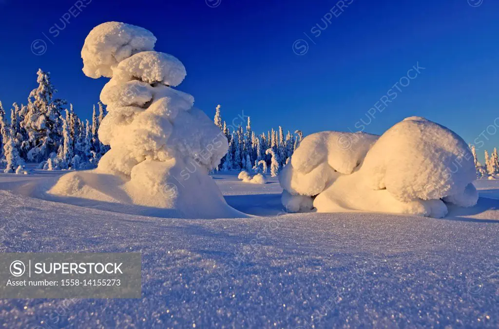 Sweden, Swedish Lapland, Laponia, winter scenery, trees,