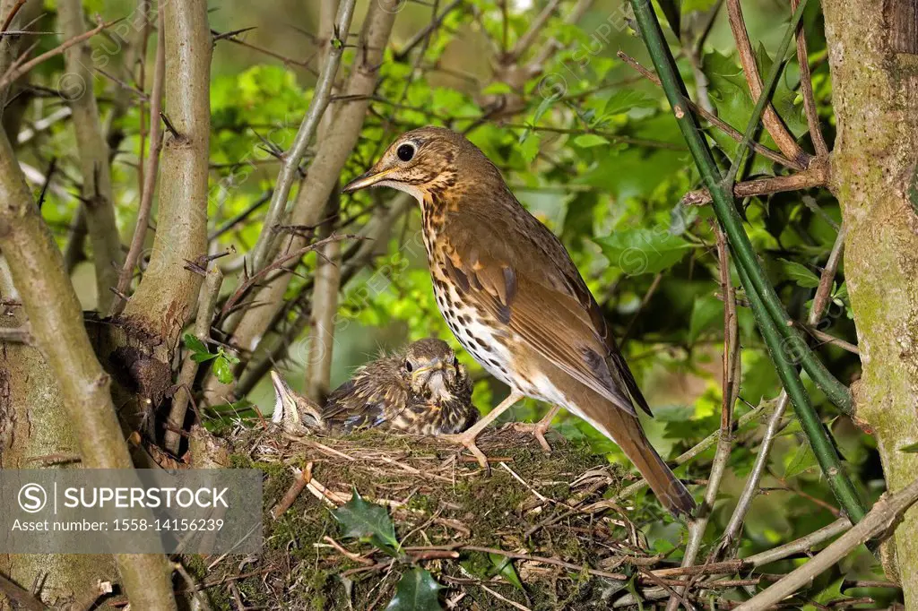 Song throttle, Turdus philomelos, adult animal Bird with young animals in the nest,