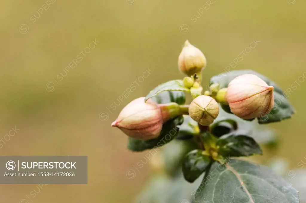Fuchsia, blossoms, buds, close-up