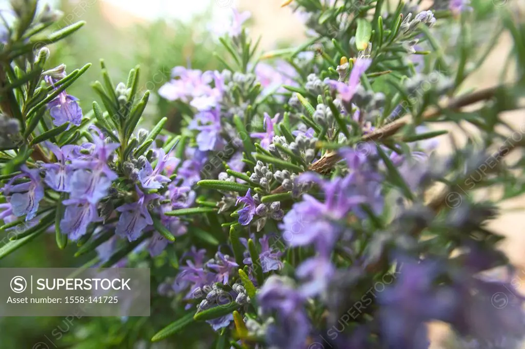 Herbal bed, rosemary, detail, branches, blooming, s, herbal garden, plants, herbs, herbs, blooming, s, garden herbs, herb, spice herbs, kitchen spice,...