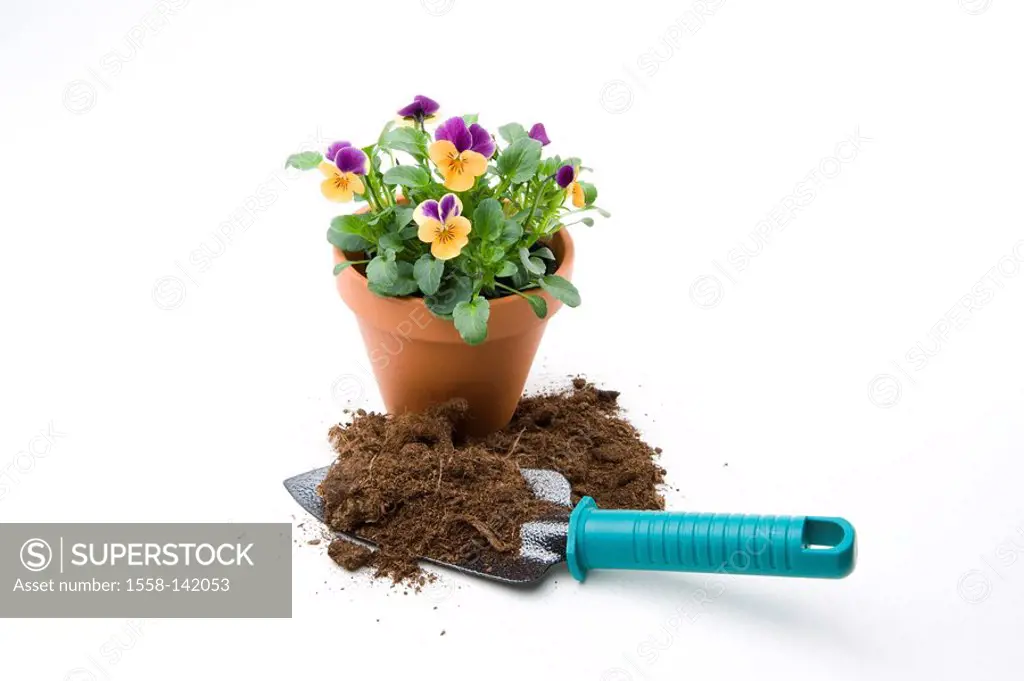 Horn-violets, Viola Cornuta, Planter, shovel, earth, cut-out