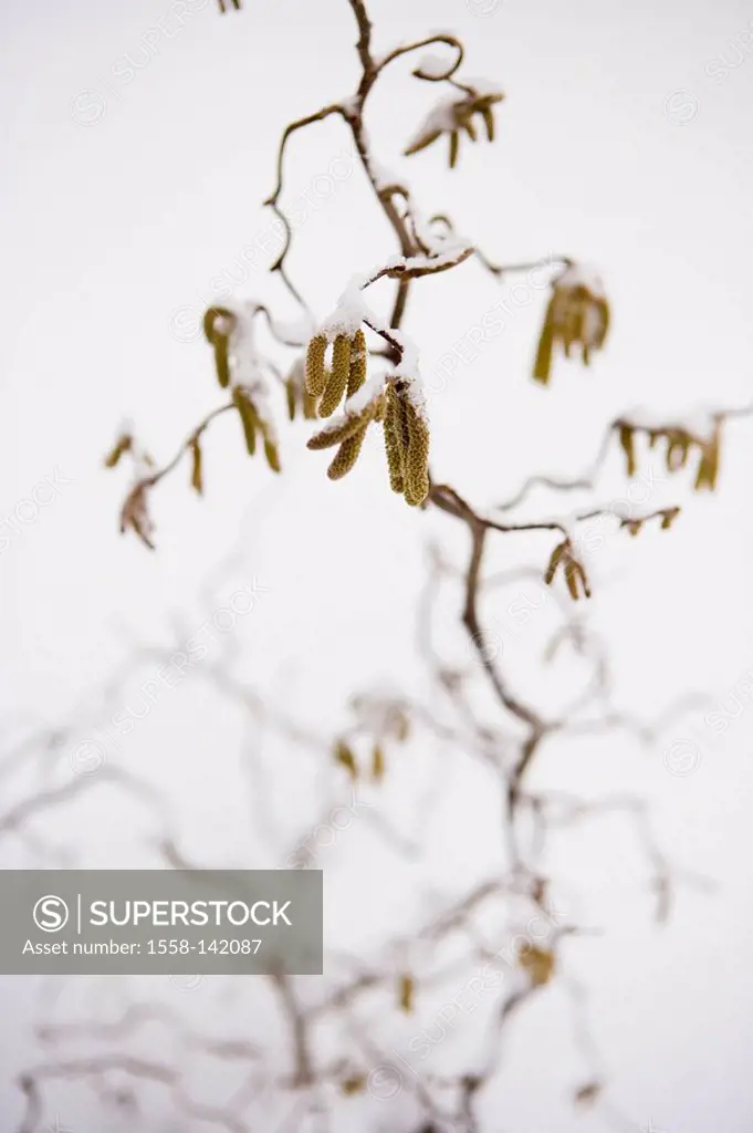 Hazelnut-branch, snow-covered,
