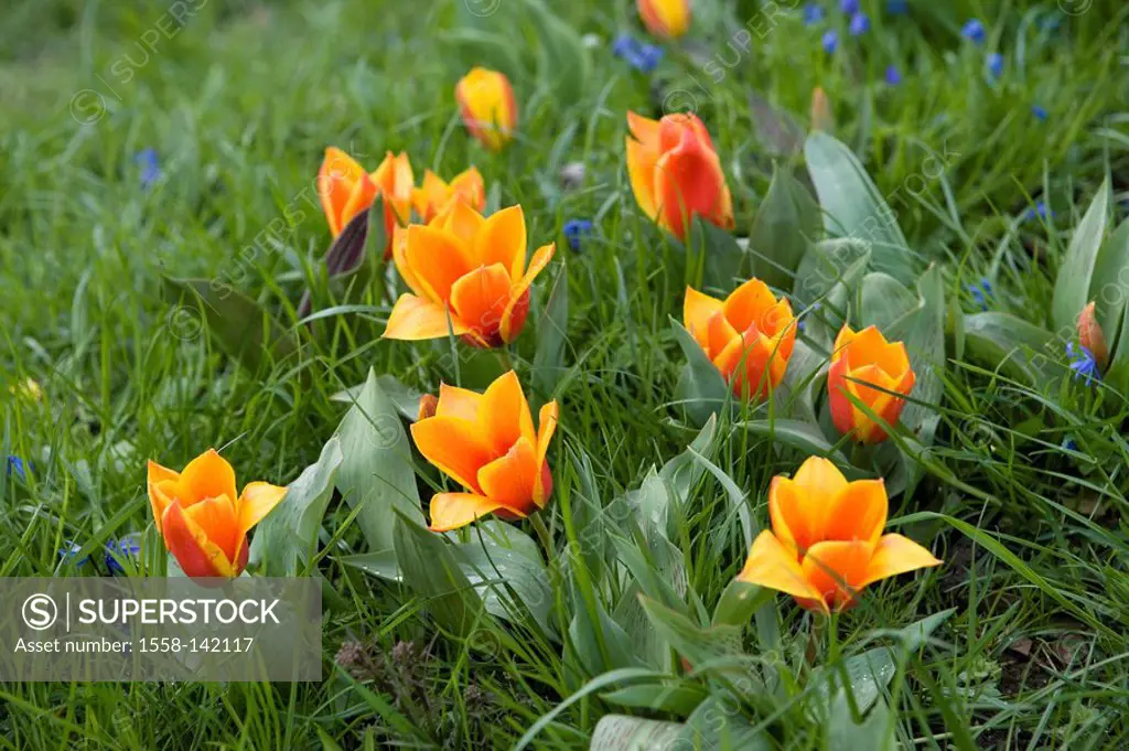 Meadow, tulips