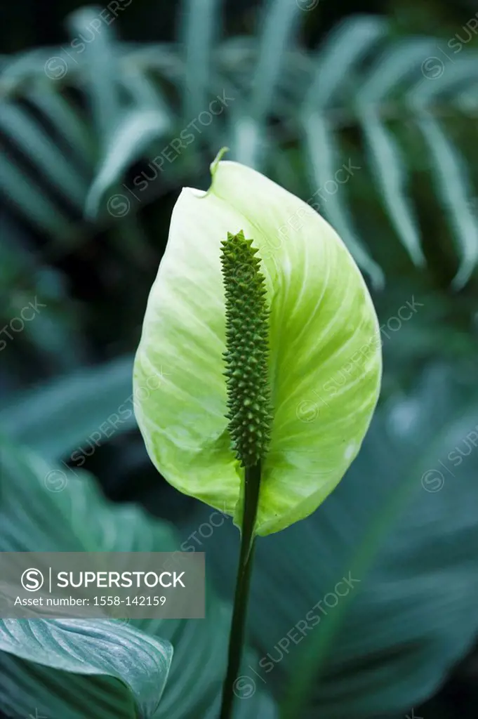 Plant, in-leaf, leaf-flags, close-up,