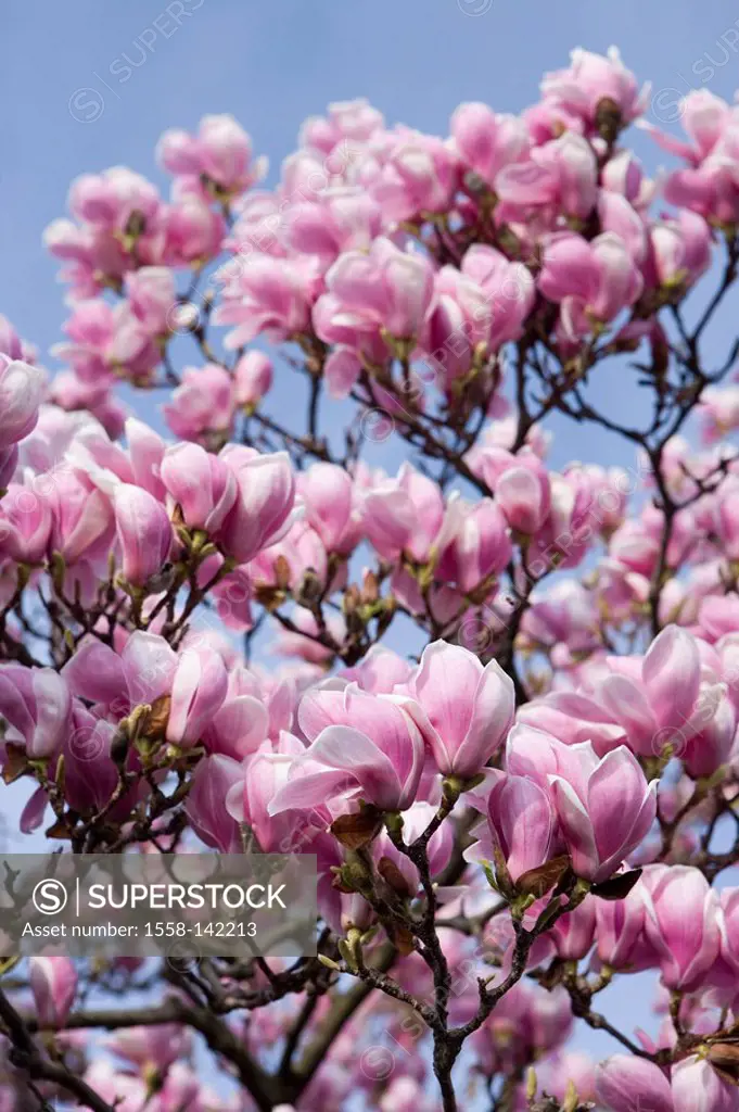 Magnolia-bloom, Magnolia