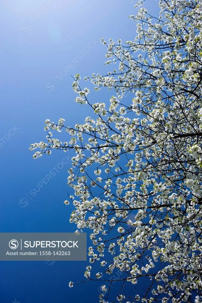 Cherry tree, blooming,cherry-bloom, detail,