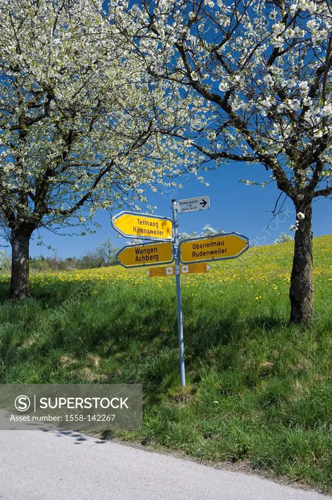 Germany, Baden-Württemberg, Lake Constance-circle, Tettnang, Rudenweiler, cherry-bloom, direction sign