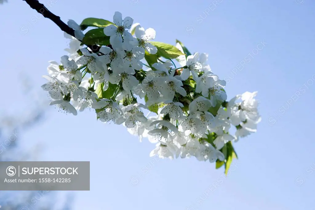 Cherry tree, blooming,cherry-bloom, detail, branch, blooming,