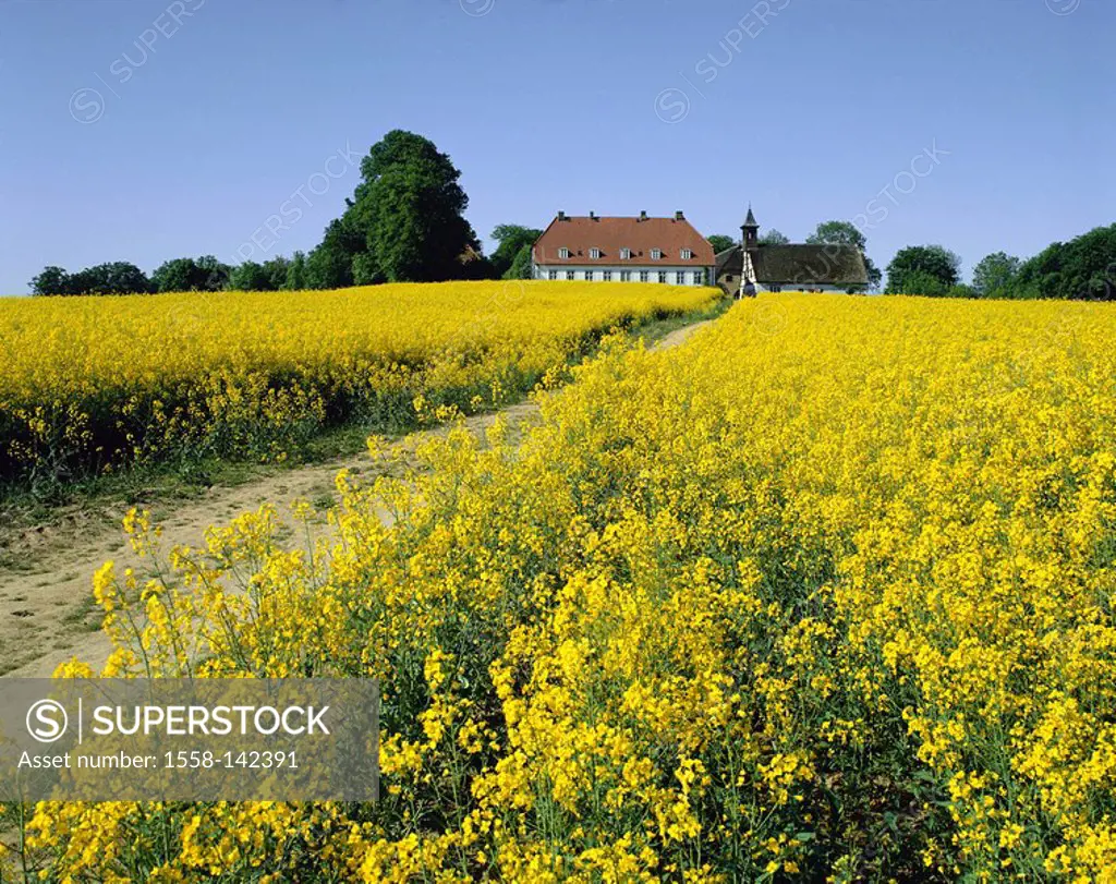 Germany, Schleswig-Holstein, Güby, Gut Louisenlund, rape field, Northern Germany, sight, destination, economy, agriculture, cultivation, useful plants...
