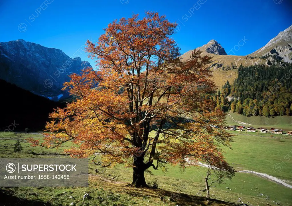 Austria, Tyrol, rip-valley, Engalm, beech, autumn, reservation, Alps-park Karwendel, mountains, mountain-forest, Grubenkarnordwand, hollow-yoke, meado...