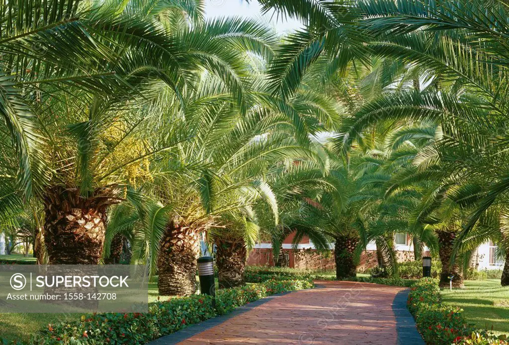Dominican republic, Punta Cana, hotel graind Palladium, park, palps, Caribbean, hotel-installation, park, garden, palp-garden, plants, vegetation, nat...
