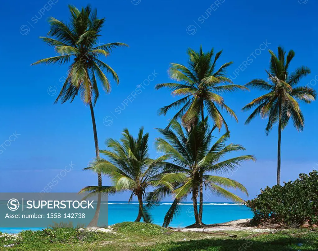 Dominican republic, Punta Cana, Bavaro Resort, palm-beach, Caribbean, beach, palms, deserted, Sea