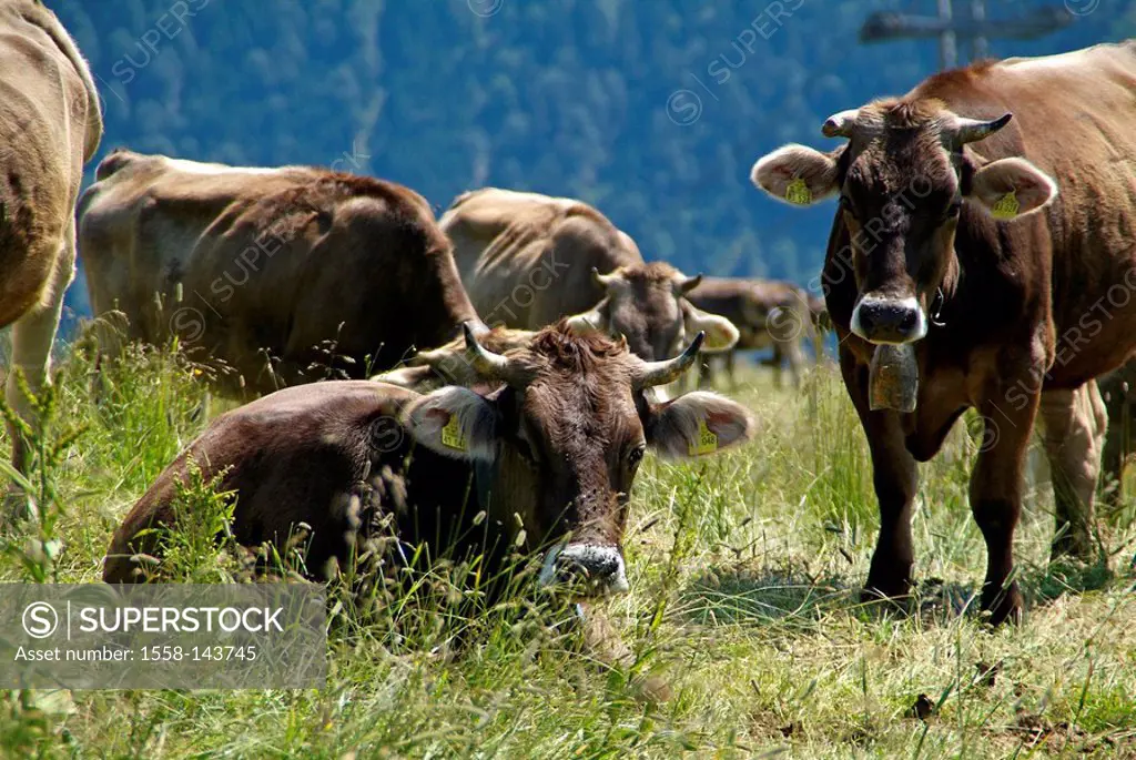 Germany, Oberallgäu, Oberstdorf, Fellhorn, cows, mountain_pasture