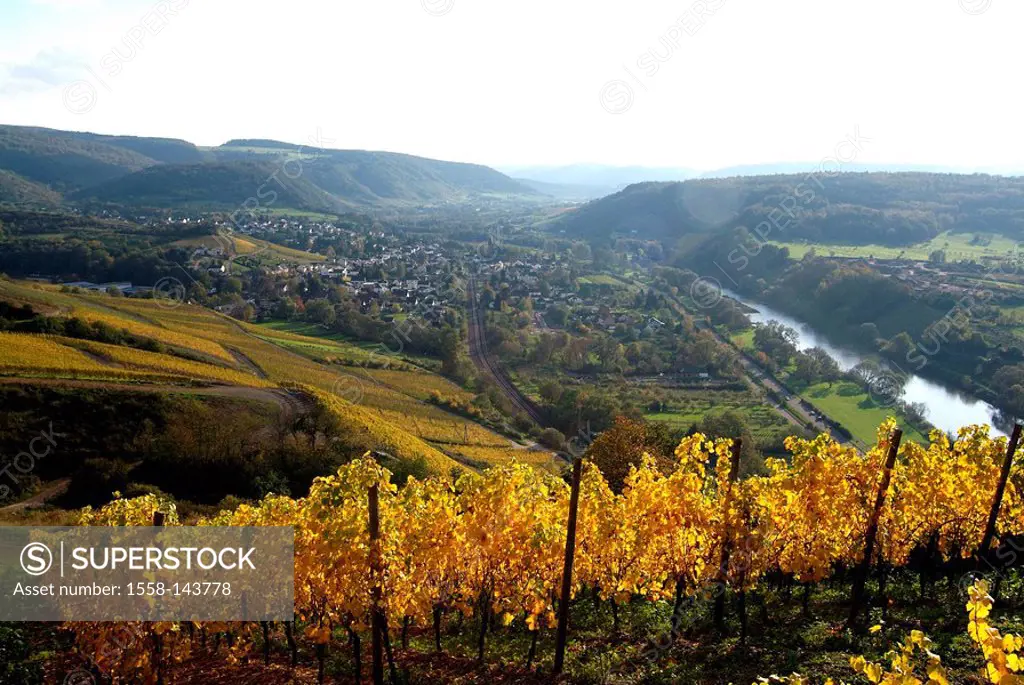 Germany, Rhineland_Palatinate, Saartal, Wiltingen, vineyards, autumn,